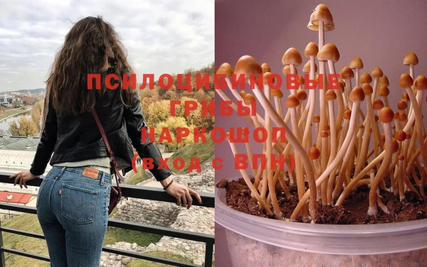PSILOCYBIN Армянск
